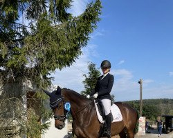 dressage horse Honey du Soir (Oldenburg, 2016, from Honoré du Soir)