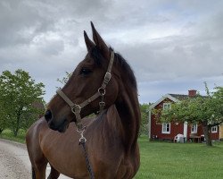 dressage horse Frieda 216 (Westphalian, 2010, from Flanagan)