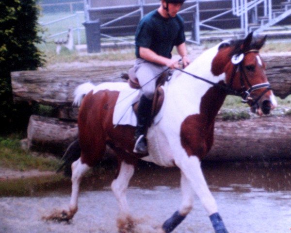 stallion Sam-Satchmo (German Warmblood, 1993, from Sambuco B)