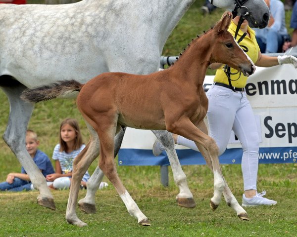 horse Dolby's Around B (German Sport Horse, 2022, from Darcosall de Revel)