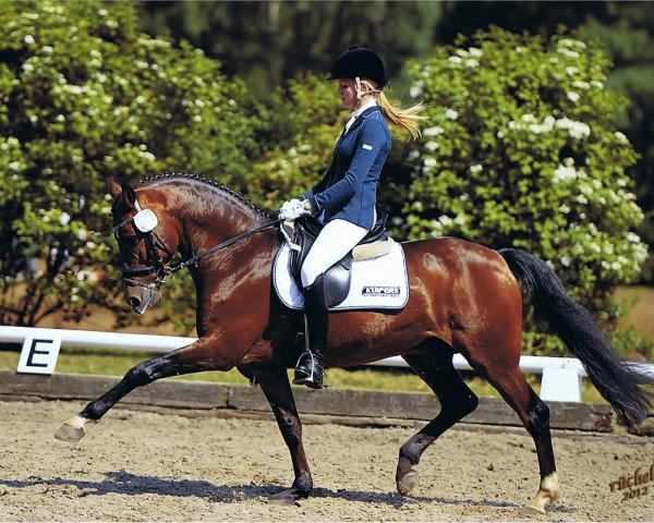 dressage horse Domspatz (German Riding Pony, 2004, from Alexandre Dumas)