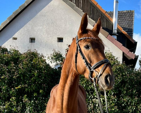 dressage horse Awani Fiona (Westphalian, 2018, from AC-DC 4)