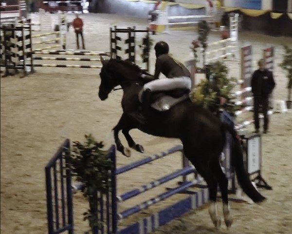jumper Just Special (Trakehner, 2012, from Special Memories)