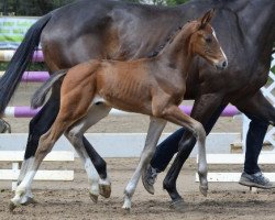 dressage horse Dumbledore 111 (Hanoverian, 2018, from DSP de Sandro)