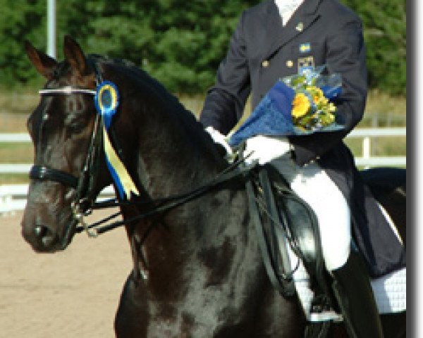 horse Sir Schölling (Hanoverian, 1995, from Sherlock Holmes)
