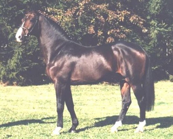 stallion Champ of Class (Holsteiner, 1984, from Calypso II)