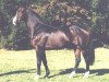 stallion Champ of Class (Holsteiner, 1984, from Calypso II)