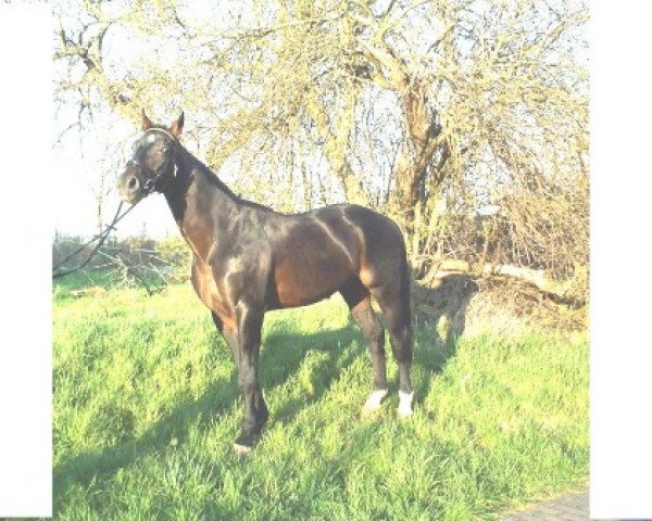 stallion Rautenstein (Bavarian, 1987, from Rothschild J 63 FIN)