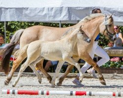 Pferd FjK Rumi (Fjordpferd, 2022, von Rion)