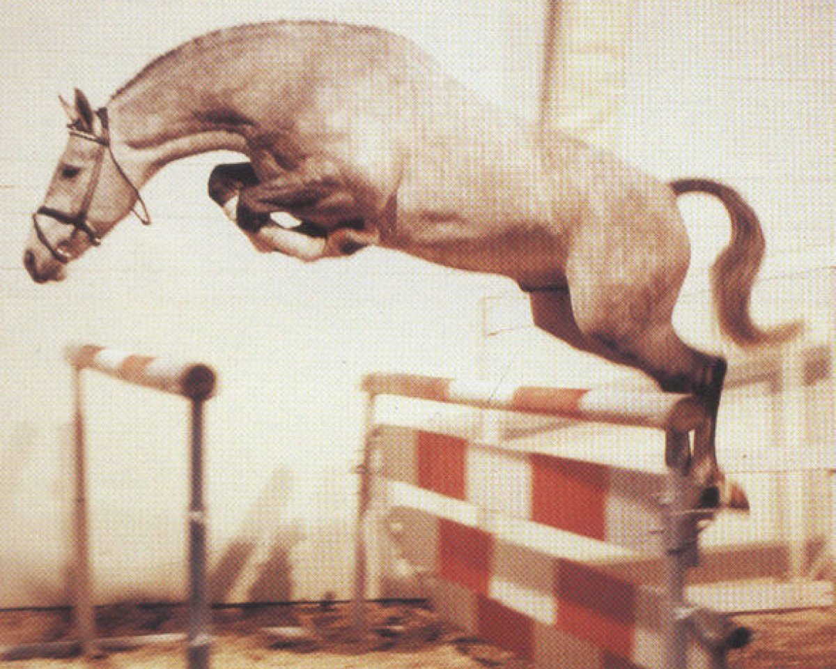 stallion Gold Ferdl (Hanoverian, 1977, from Gotthard)