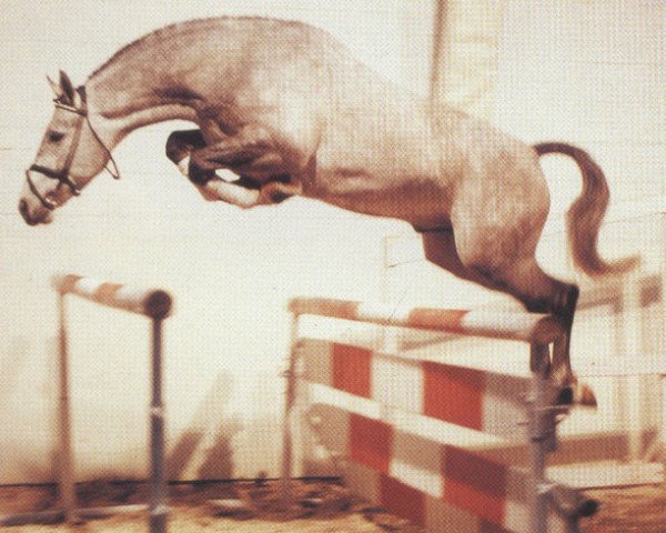 stallion Gold Ferdl (Hanoverian, 1977, from Gotthard)
