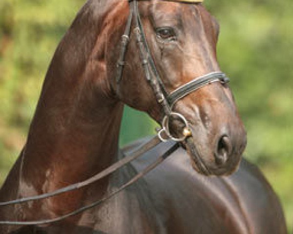 horse Don Bedo I (Westphalian, 1996, from Donnerhall)