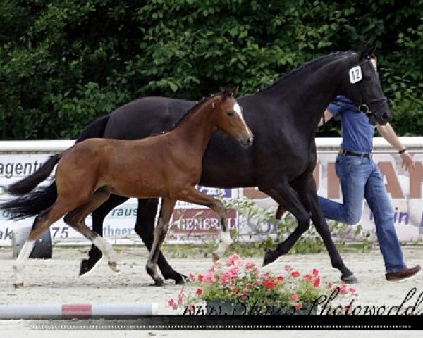 dressage horse Fabelhaft M (Westphalian, 2010, from Florenciano 6)