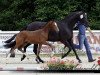 dressage horse Fabelhaft M (Westphalian, 2010, from Florenciano 6)