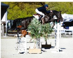 jumper Logan (KWPN (Royal Dutch Sporthorse), 2016, from Arezzo VDL)