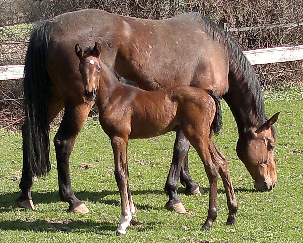 broodmare Lolita E (Bavarian, 1998, from Lord Caletto)