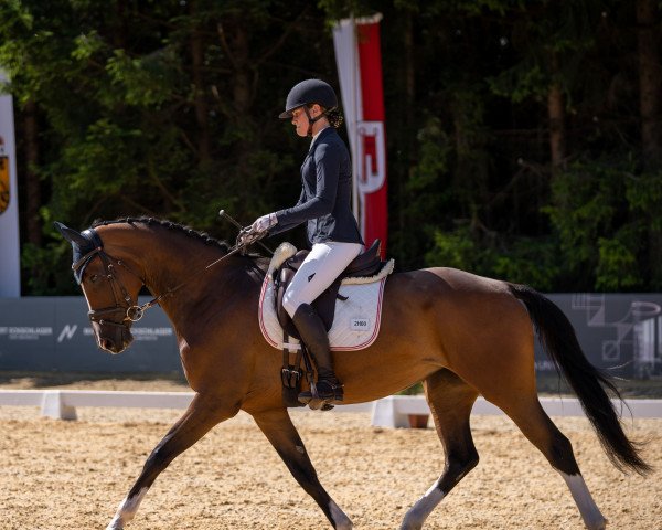 broodmare Pumi's Kleine Tschämp (German Sport Horse, 2018, from Foundation 2)