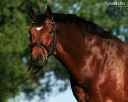 dressage horse Duke 151 (Saxony-Anhaltiner, 1999, from Drakdream)