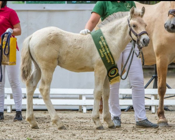 horse FJK Ribo (Fjord Horse, 2022, from Rion)