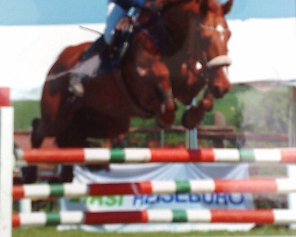 broodmare Nikita 105 (KWPN (Royal Dutch Sporthorse), 1995, from Hollywood)