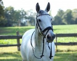 Springpferd Cookies cream (unbekannt, 2012)