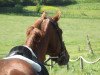 dressage horse Ludwig (Hanoverian, 2008, from Londonderry)