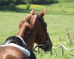 dressage horse Ludwig (Hannoveraner, 2008, from Londonderry)