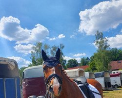 dressage horse Askari 221 (Appaloosa, 2015)