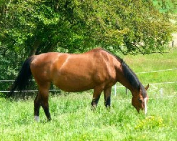 broodmare Jocause (Hessian Warmblood,  , from Amour A)