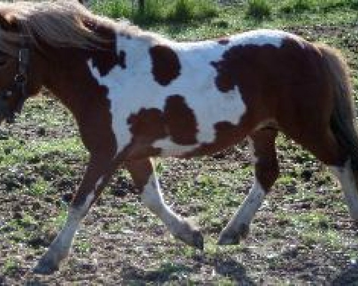 Deckhengst Asterix (Dt.Part-bred Shetland Pony, 2008, von Alexander von DHK)