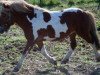 Deckhengst Asterix (Dt.Part-bred Shetland Pony, 2008, von Alexander von DHK)