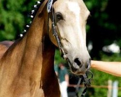 broodmare Moonlight (German Riding Pony, 2007, from Martini)