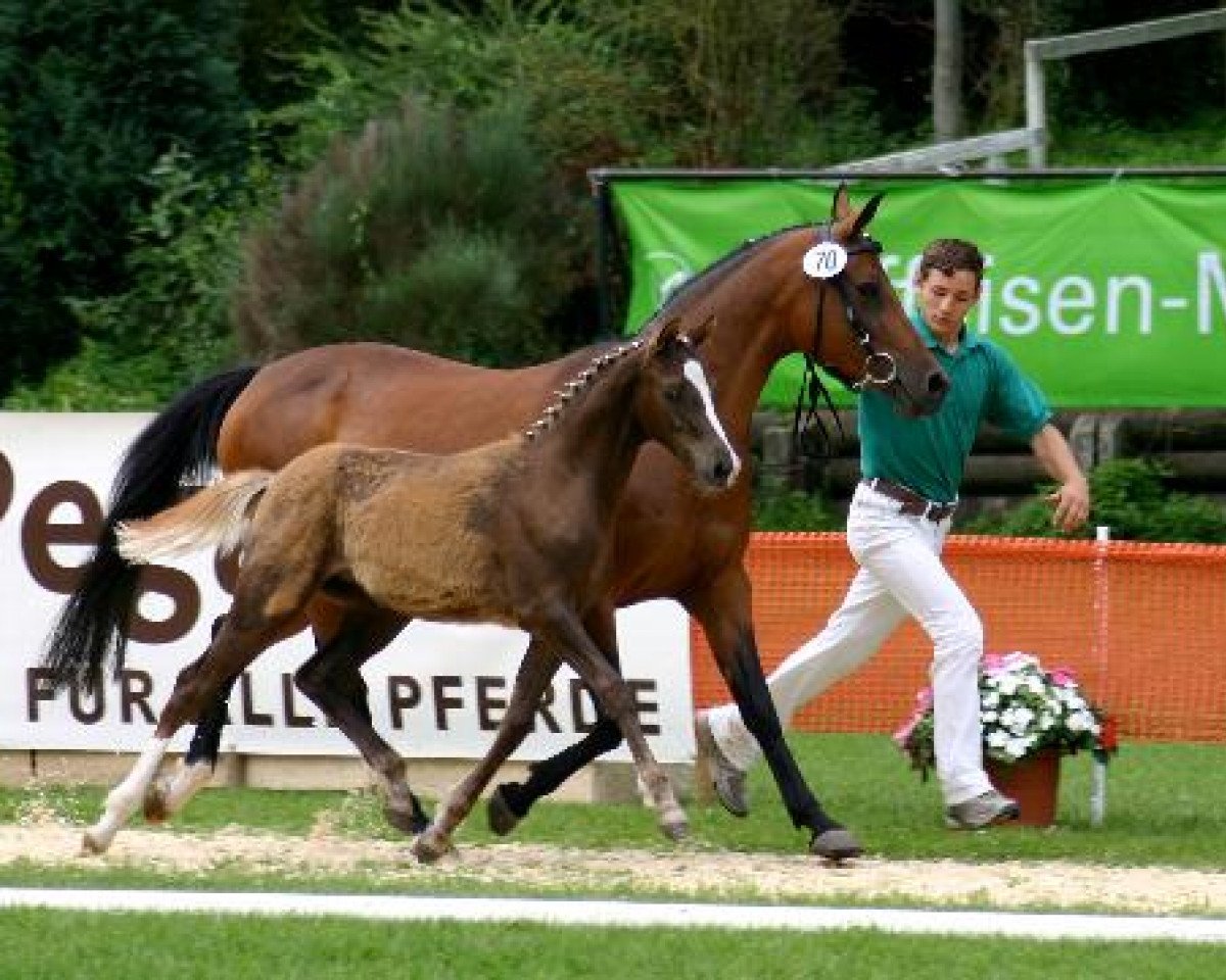 broodmare Midnight Sun (German Riding Pony, 1999, from Mentos)