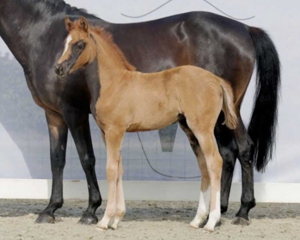 jumper Miss Matchello K.A. (German Riding Pony, 2022, from Matchello)