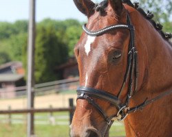 dressage horse Duke of Stapcon (Hanoverian, 2008, from Dauphin)