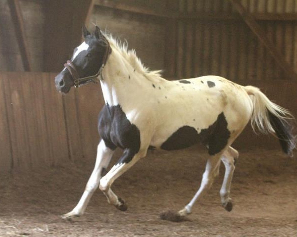jumper Mister Shy (Polish Warmblood, 2008, from Artedy)