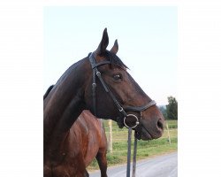 jumper Aries (Trakehner, 2009, from Kronprinz)