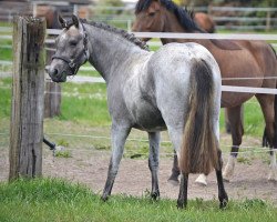 broodmare Drachenprinzessin K.H. (German Riding Pony, 2020, from Del Piero 25)