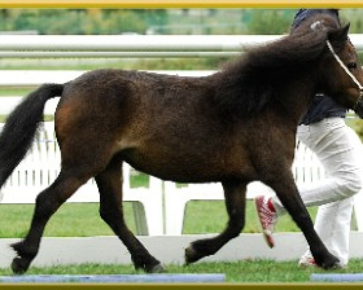 Zuchtstute Pinia von Kuhl (Dt.Part-bred Shetland Pony, 1999, von Picolino H)