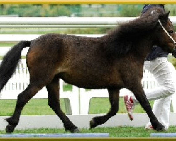 broodmare Pinia von Kuhl (Dt.Part-bred Shetland pony, 1999, from Picolino H)