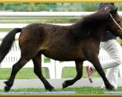 broodmare Pinia von Kuhl (Dt.Part-bred Shetland pony, 1999, from Picolino H)