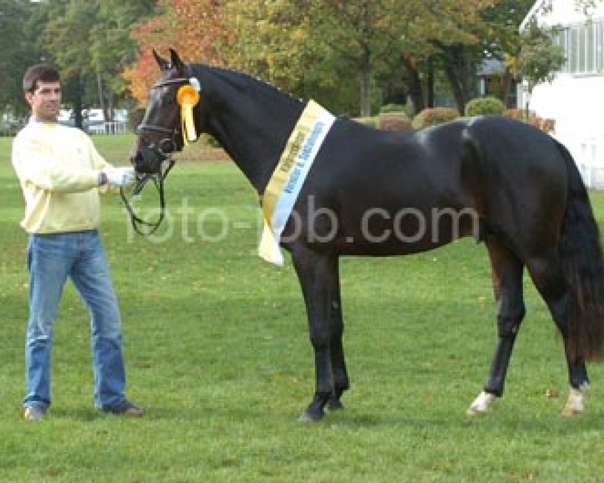 stallion Habanero (Hanoverian, 2004, from His Highness)