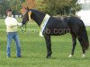 stallion Habanero (Hanoverian, 2004, from His Highness)