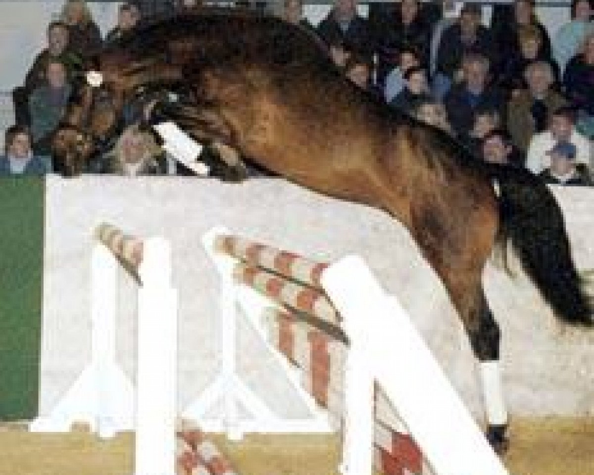 dressage horse Cobiere (Zweibrücken, 1999, from Cassini II)
