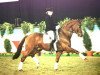stallion Feiner Ludwig (Oldenburg, 1992, from Feiner Stern)