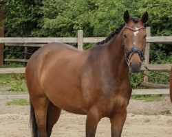 dressage horse Fleur Delacour 26 (Hanoverian, 2018, from Fürst Belissaro)