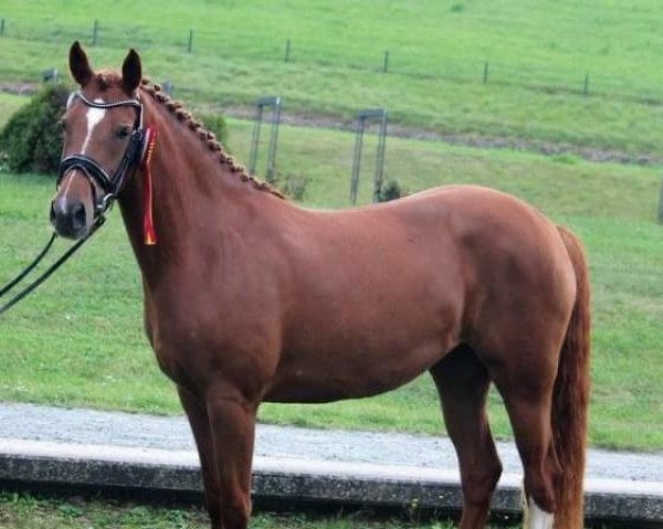 broodmare Virginia 235 (German Riding Pony, 2018, from Coke saint of the Life)