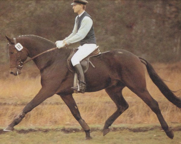 horse Grand Galopin (Hanoverian, 1986, from Gelria)