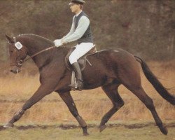 stallion Grand Galopin (Hanoverian, 1986, from Gelria)