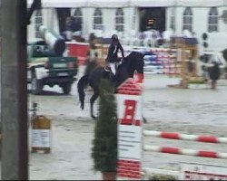 Springpferd Queen D (Westfale, 2006, von Quality 9)